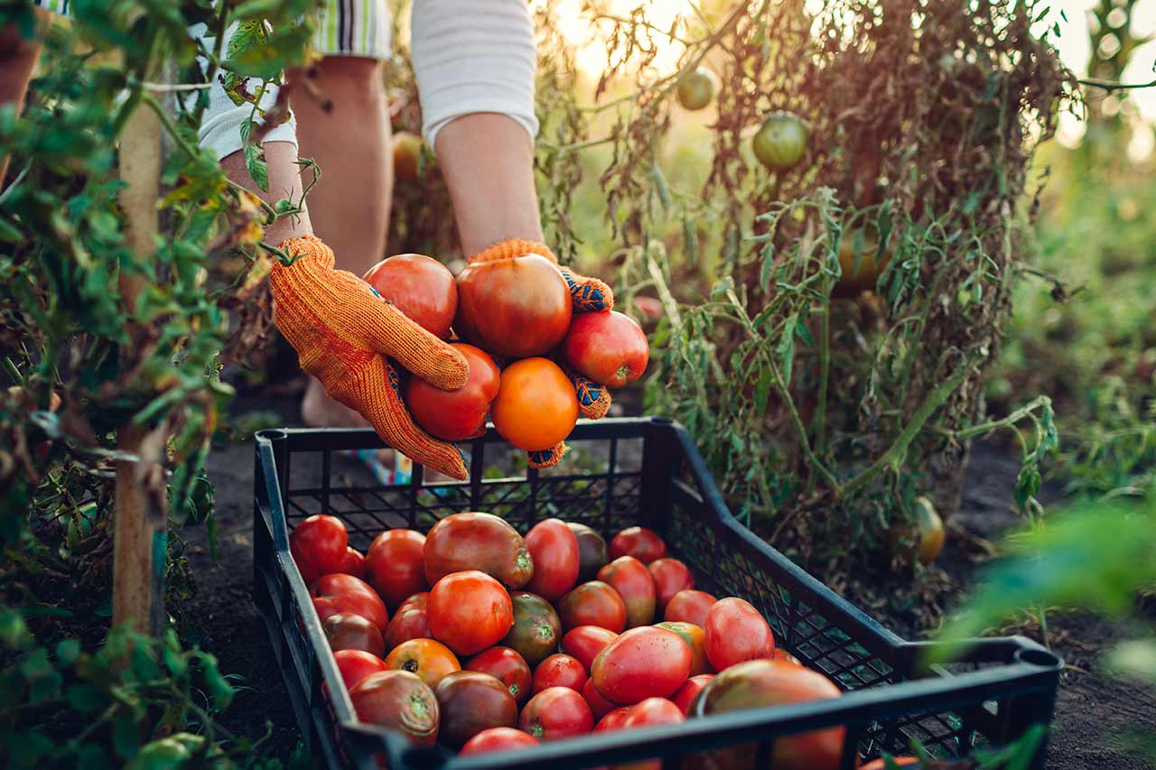 Agriculture conseil consulting