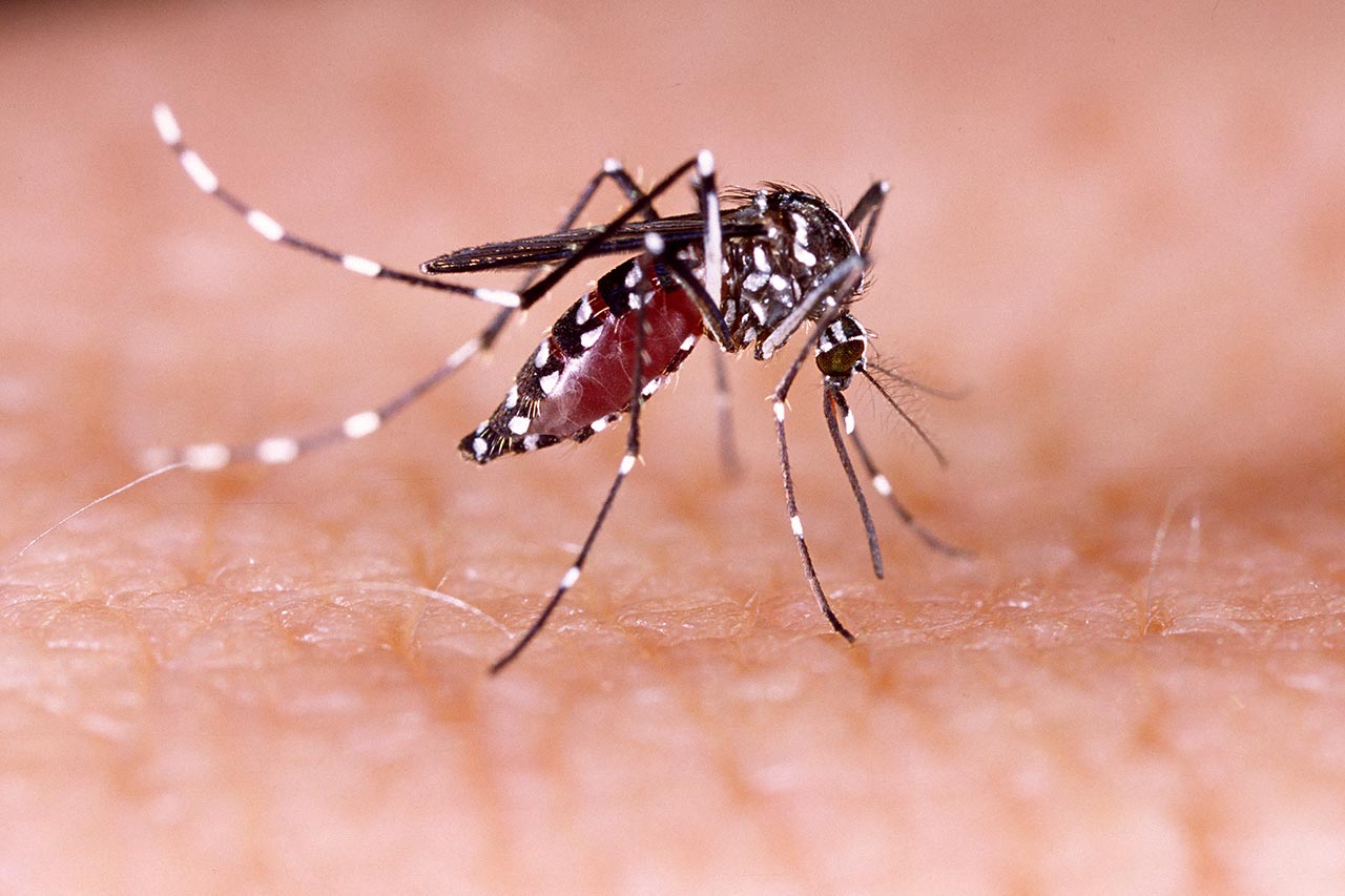 fight against Zika agence cabinet conseil consulting