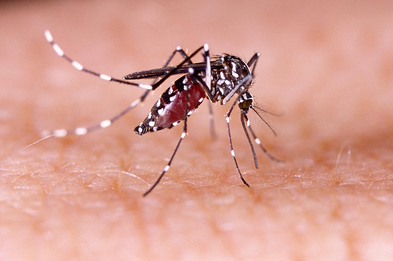 Zika Chikungunya Dengue conseil consulting