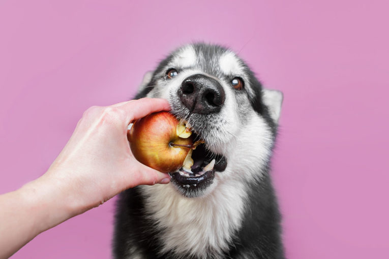 Bio pet food conseil consulting