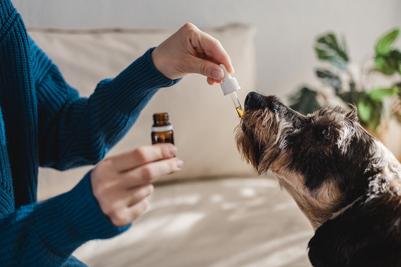 Utilisation du cannabidiol chez les animaux - Alcimed