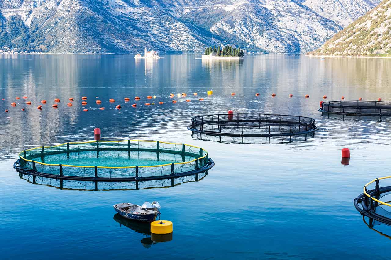 aquaculture conseil consulting