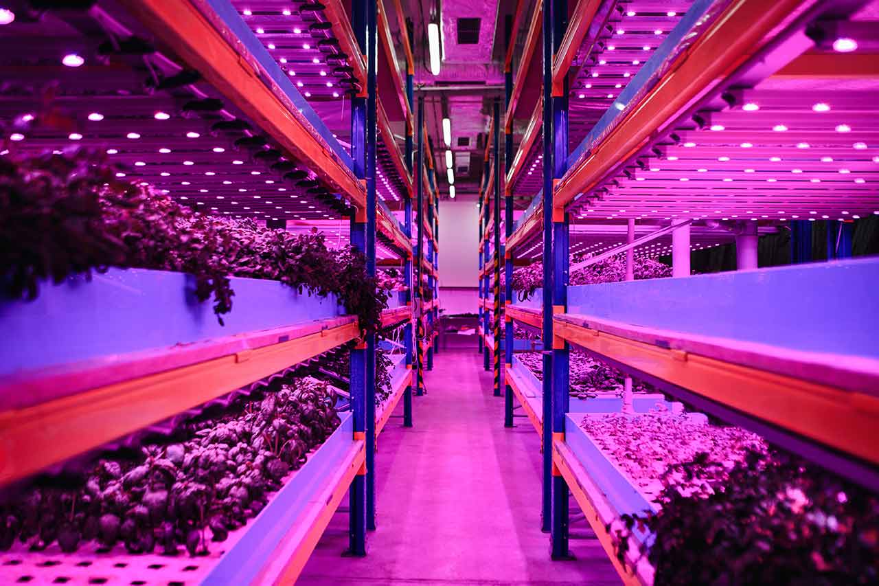 vertical farming agence cabinet conseil consulting