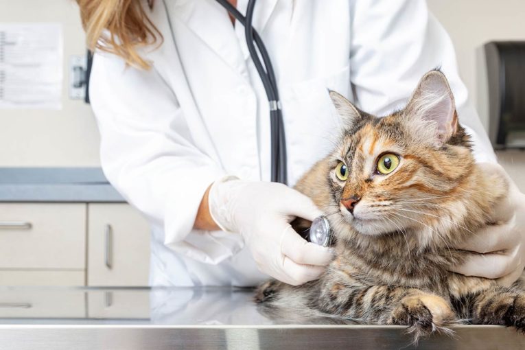 tendances veterinaires conseil consulting