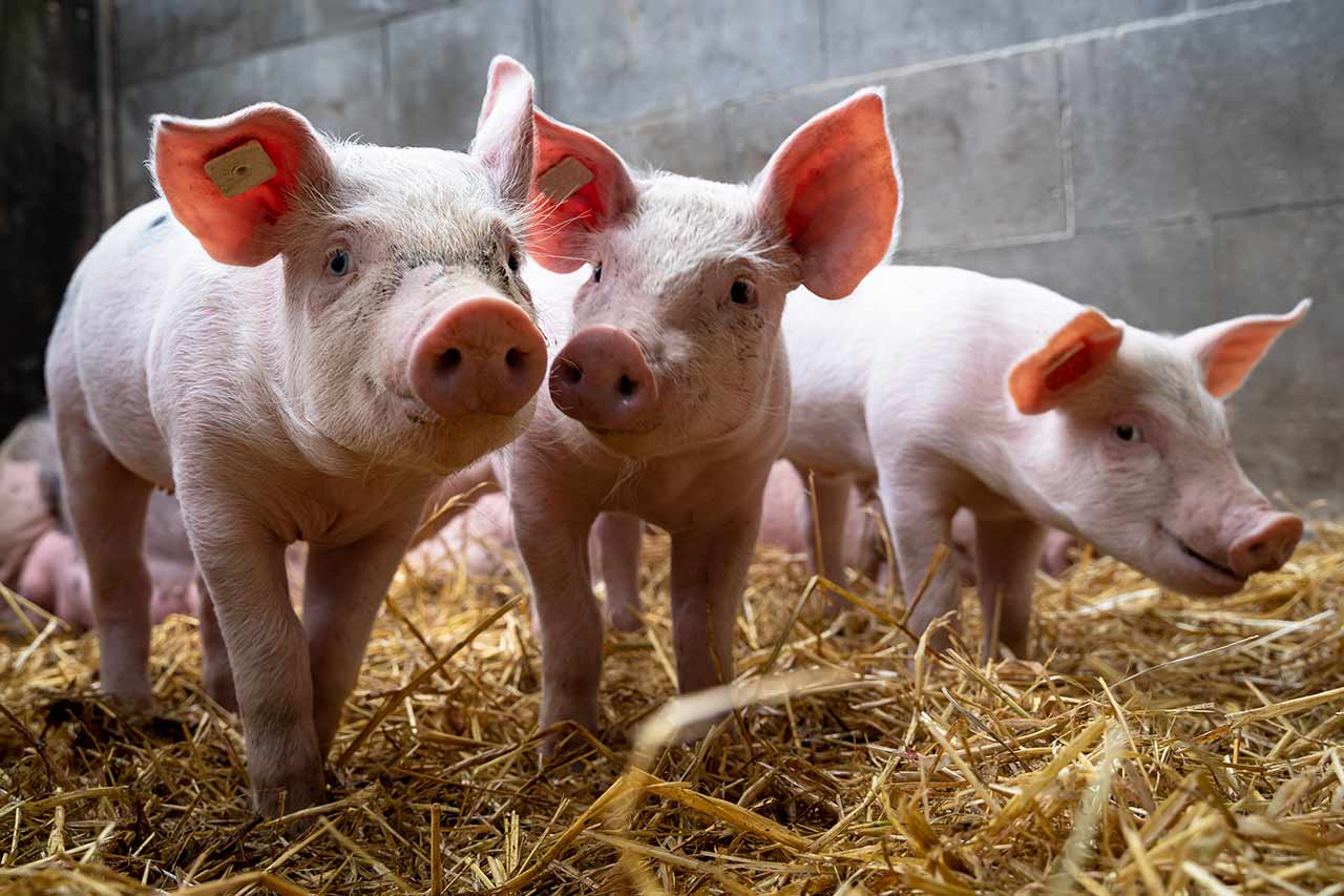 african swine fever and avian influenza consulting
