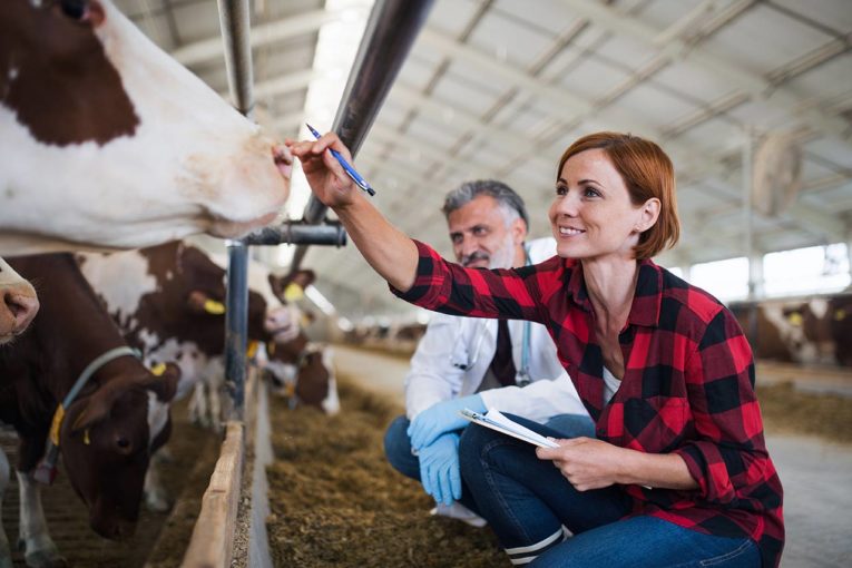 sante animale conseil consulting