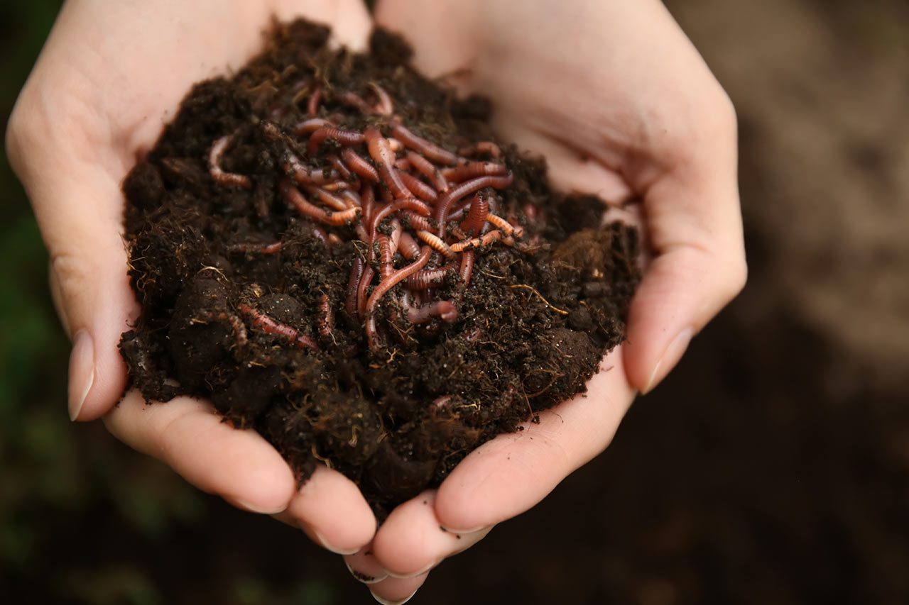 industrie des insectes conseil consulting
