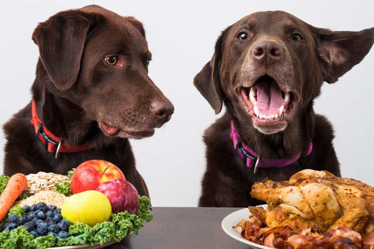 pet food conseil consulting