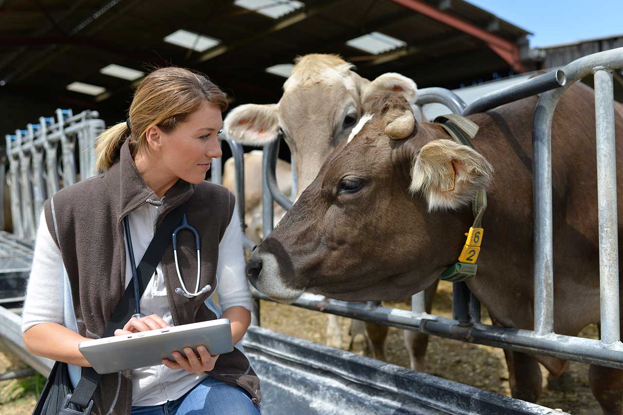 veterinarian agence cabinet conseil consulting