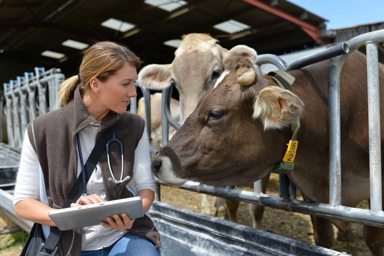 veterinaire conseil consulting