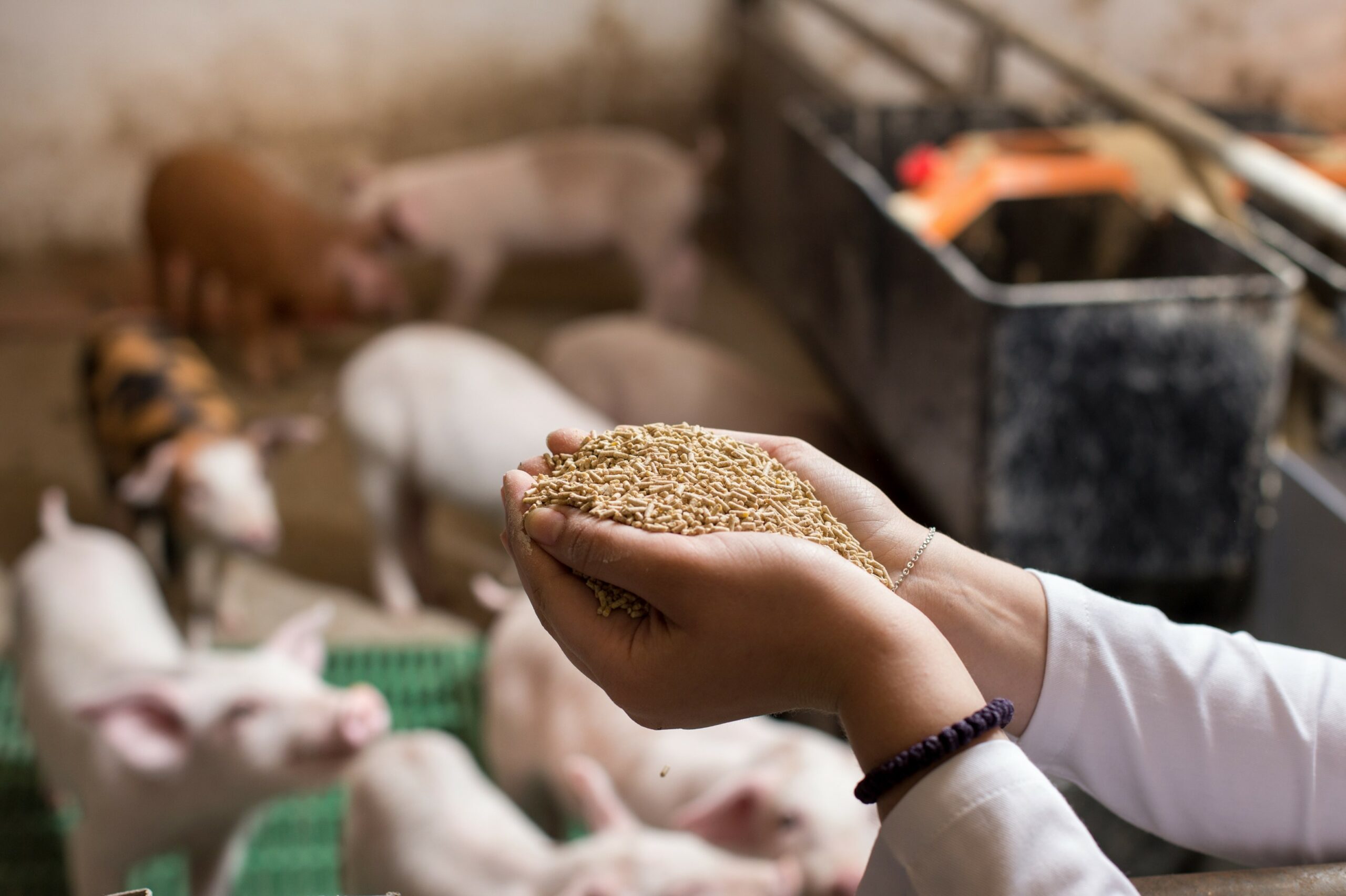 marché phytase conseil consulting