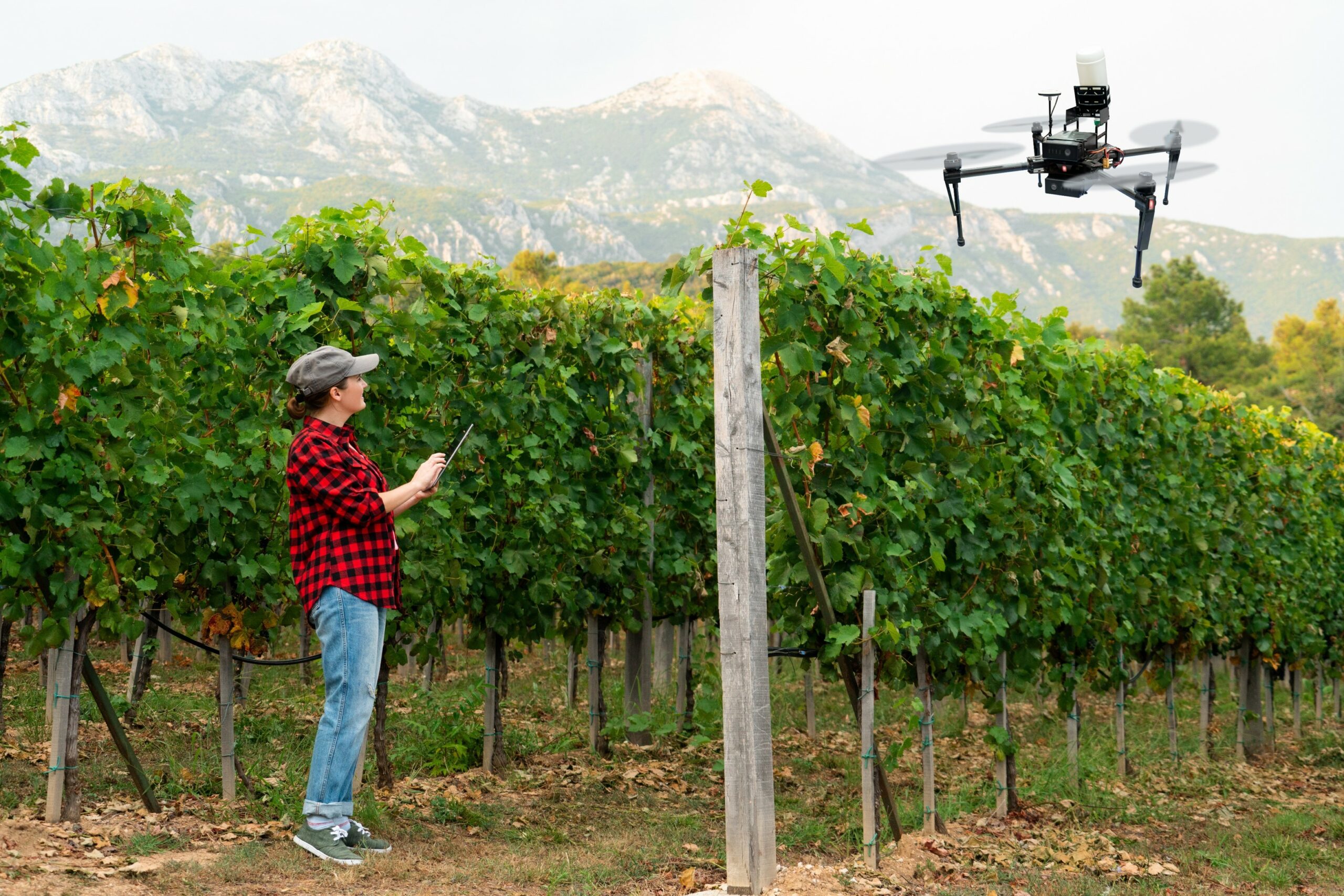viticulture durable agence cabinet conseil consulting