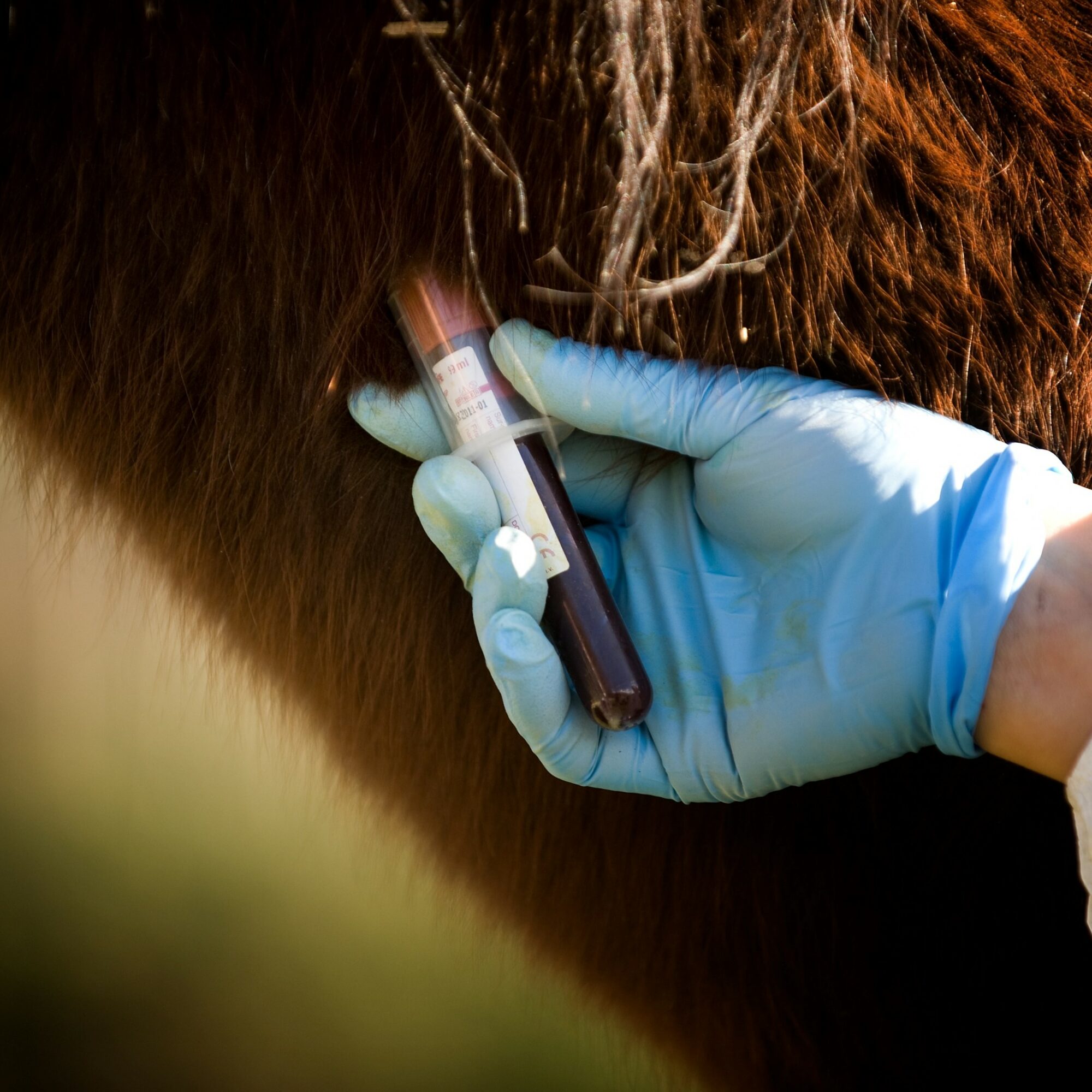 prevention zoonotic diseases agence cabinet conseil consulting