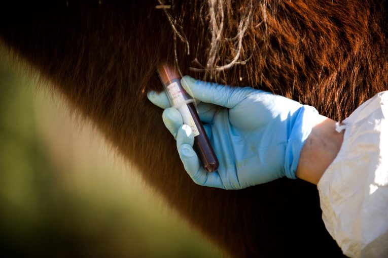 prevention zoonotic diseases agence cabinet conseil consulting