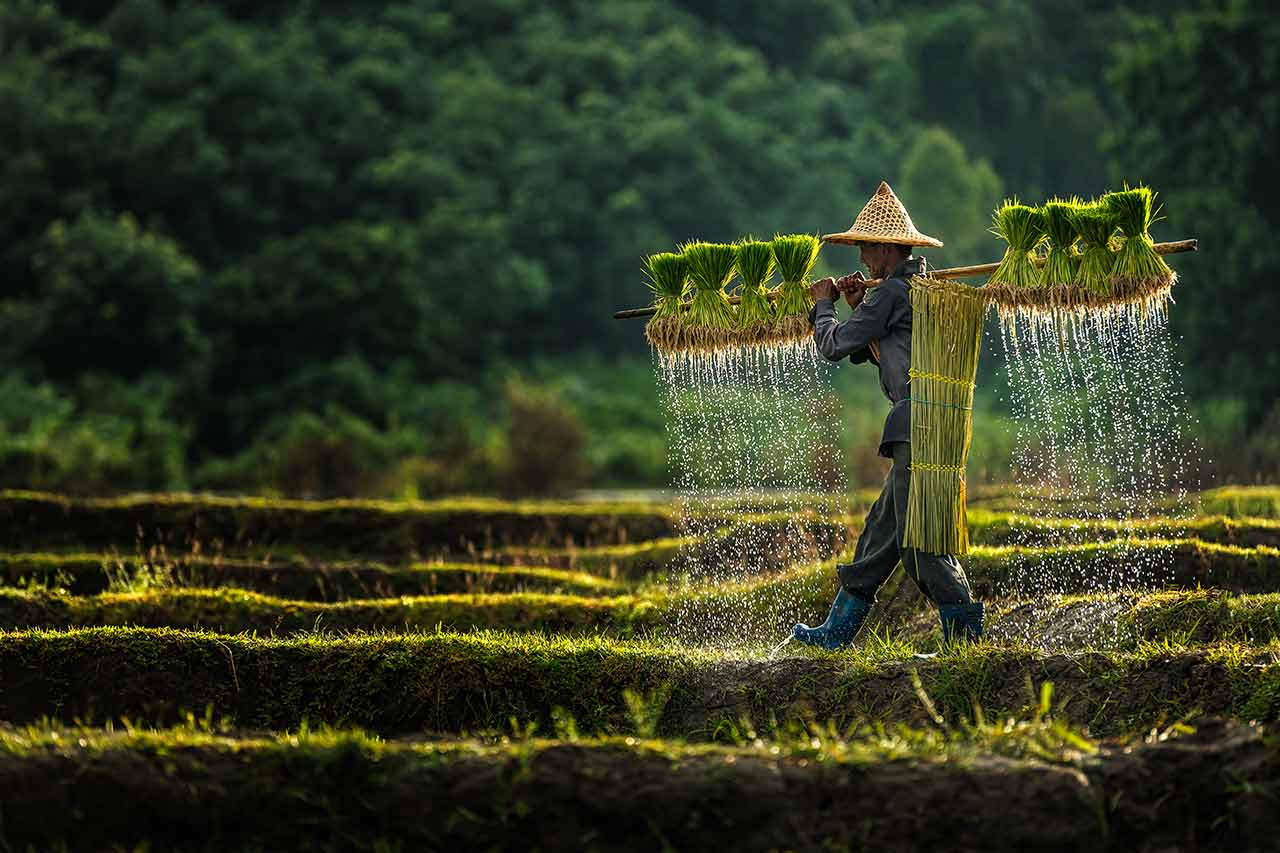 farming in asia consulting