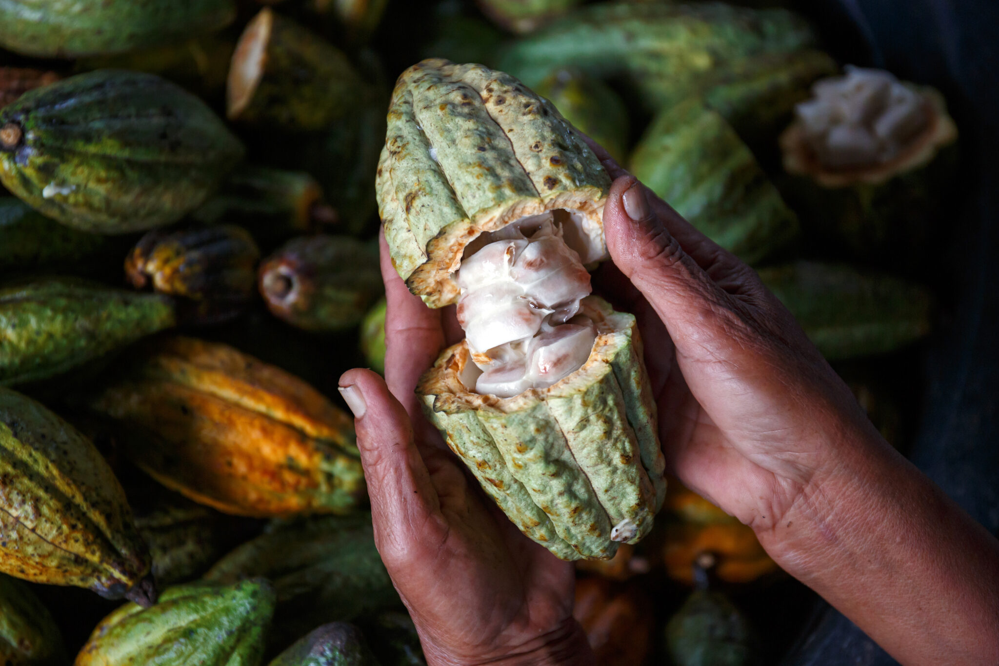 Sustainable Cocoa How to improve CSR in the industry?