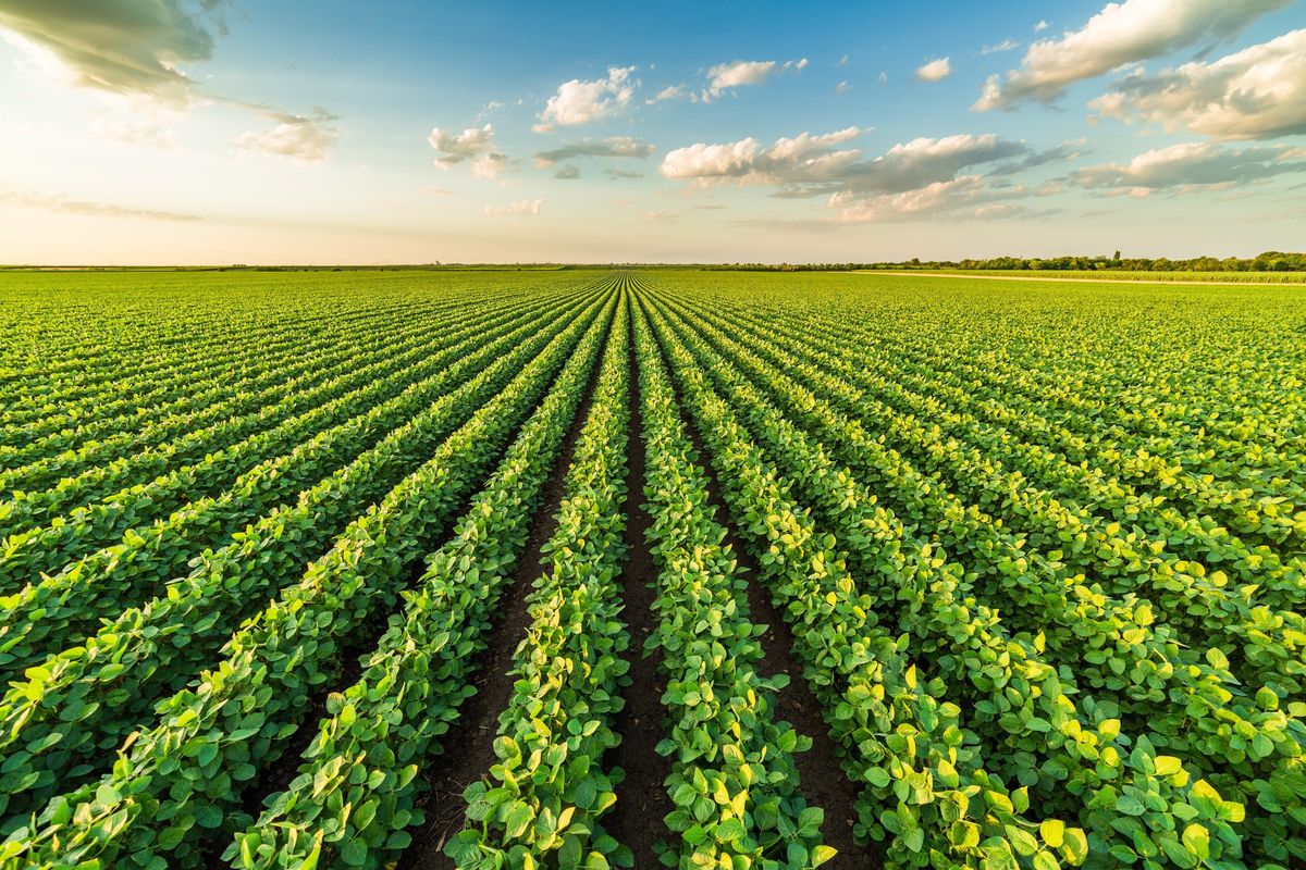 microorganisms agriculture agence cabinet conseil consulting