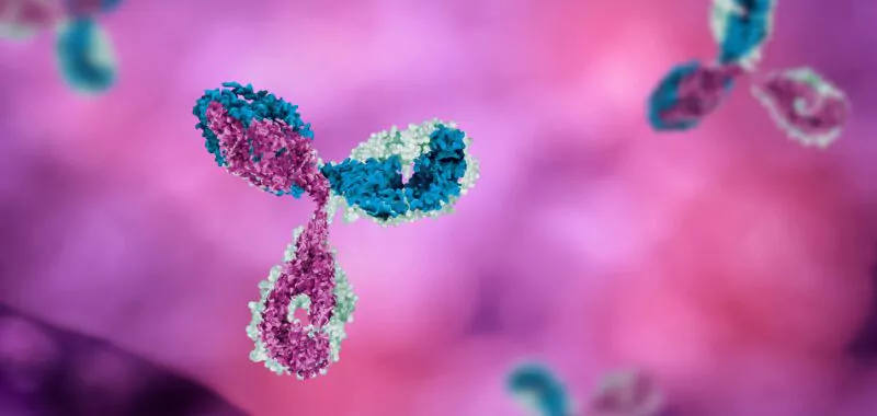 anticorps conjugués agence cabinet conseil consulting