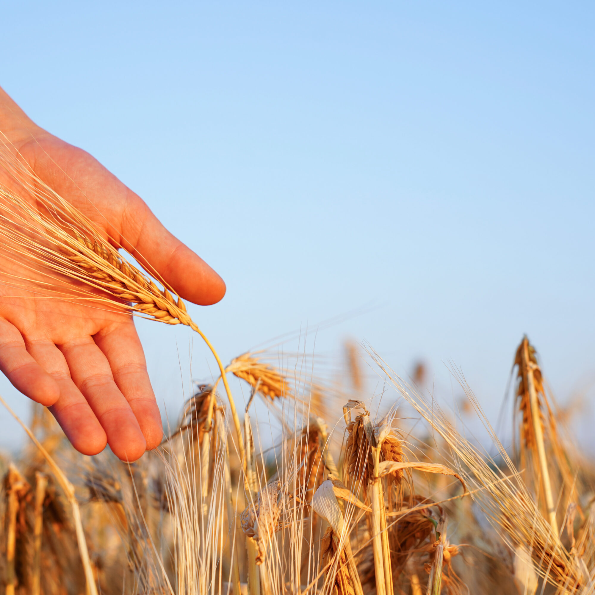 rse agroalimentaire agence cabinet conseil consulting