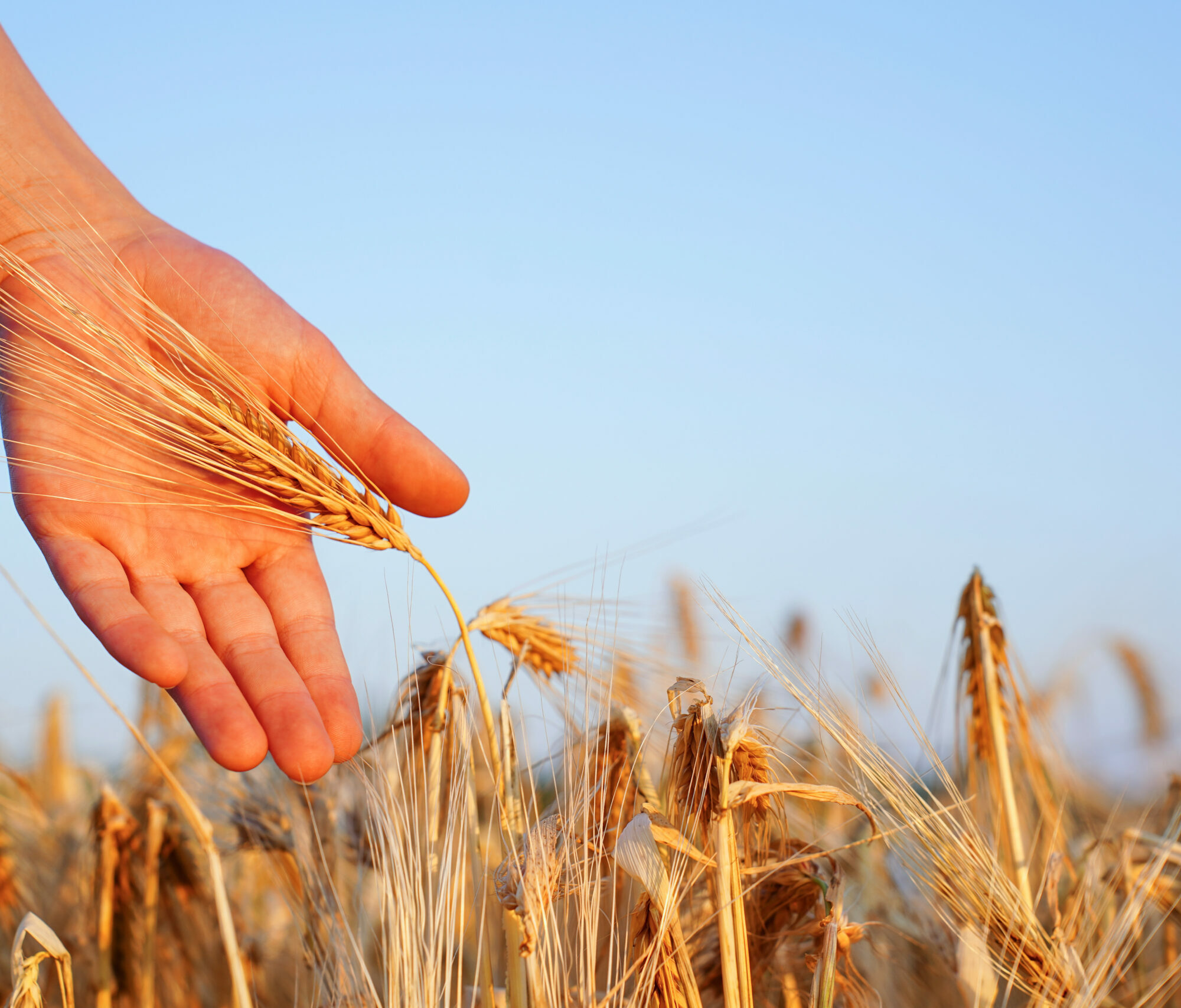 CSR food industry agency consulting consultancy experts