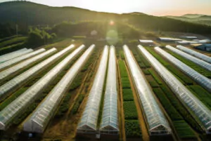 Gewächshaus der Zukunft Agentur Unternehmensberatung Beratung Consulting