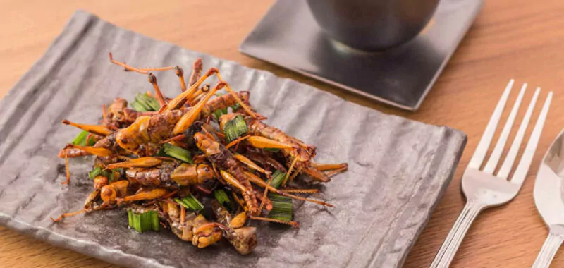 insect farming consulting firm agency consultancy