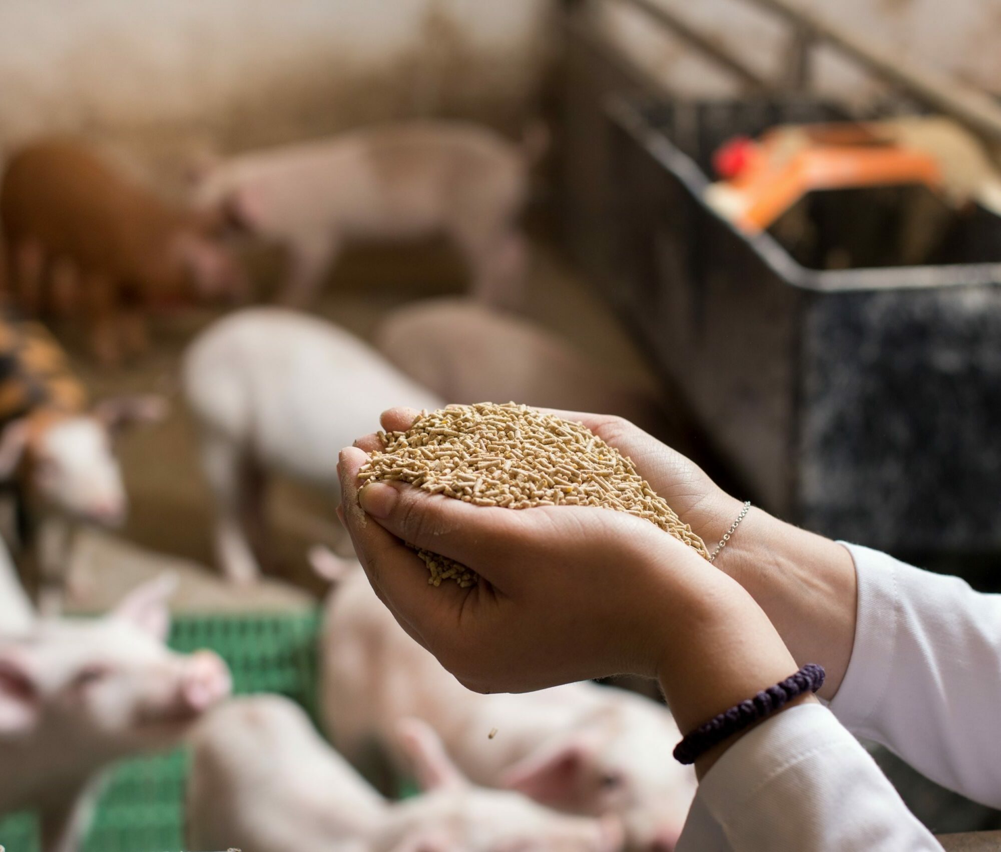 Phytase Markt Agentur Unternehmensberatung Beratung Consulting