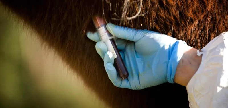 zoonoses expert cabinet conseil consulting