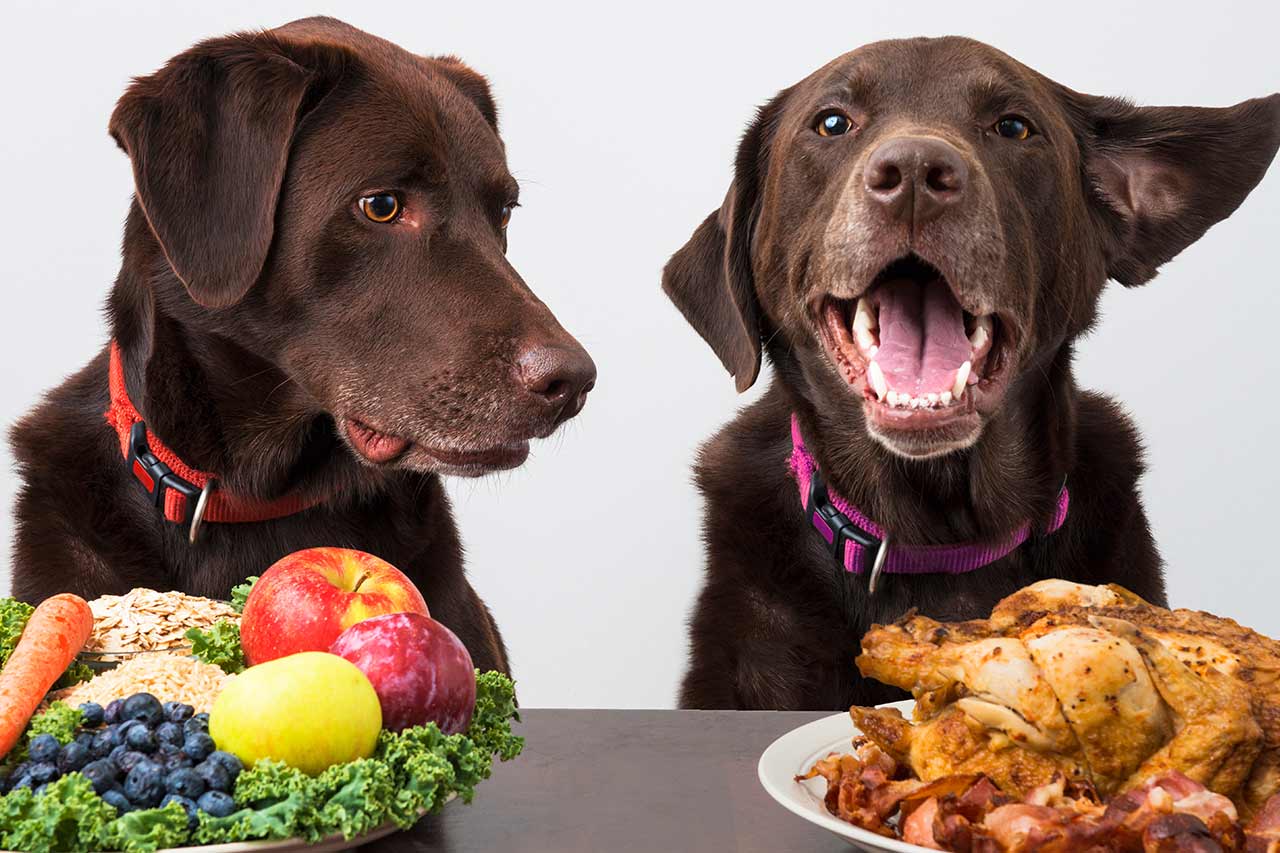 Humanisierung von Haustiernahrung Agentur Unternehmensberatung Beratung Consulting