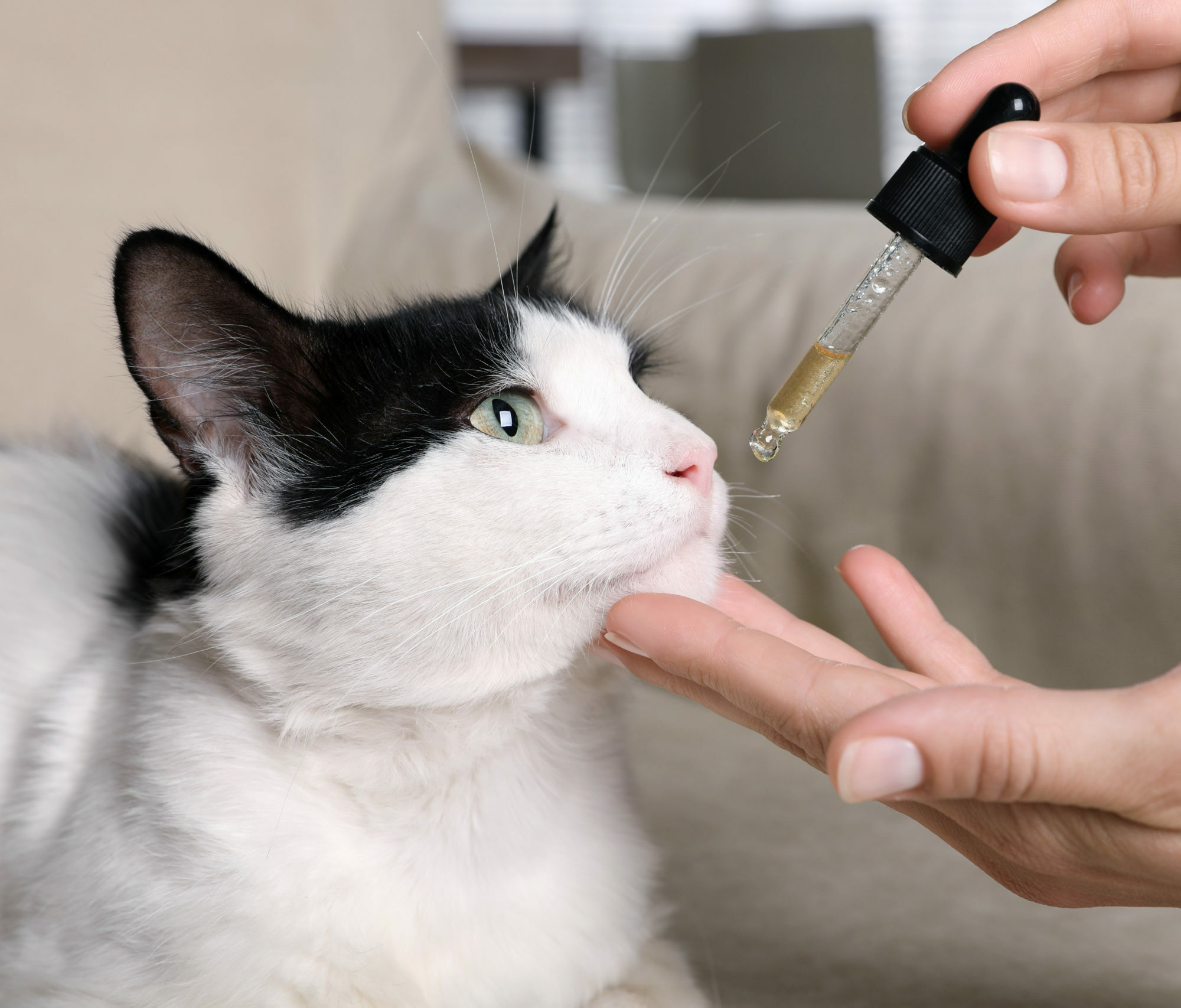 Online-Verkauf Tierarzneimittel Agentur Unternehmensberatung Beratung Consulting