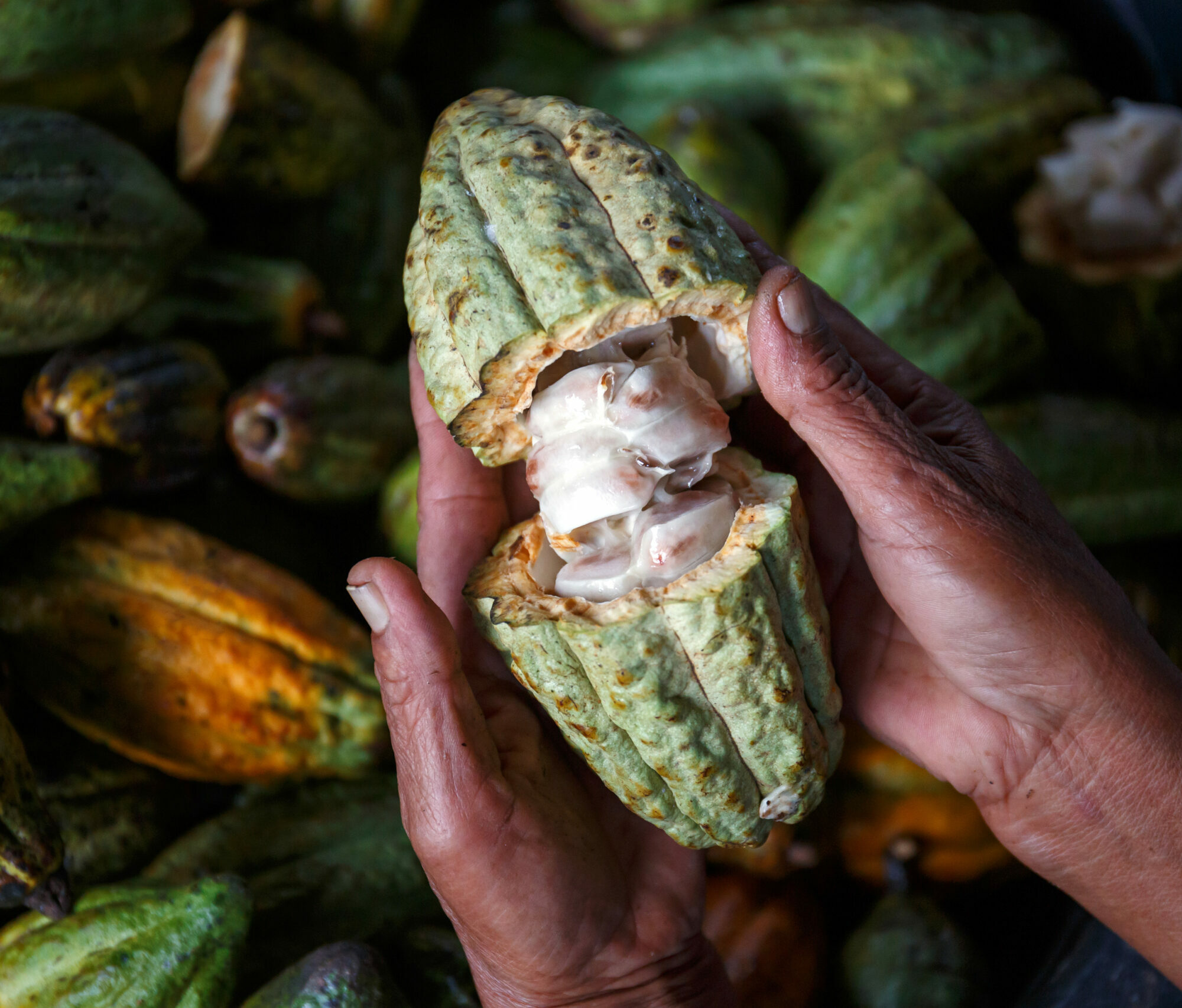 nachhaltiger Kakaoanbau Agentur Unternehmensberatung Beratung Consulting