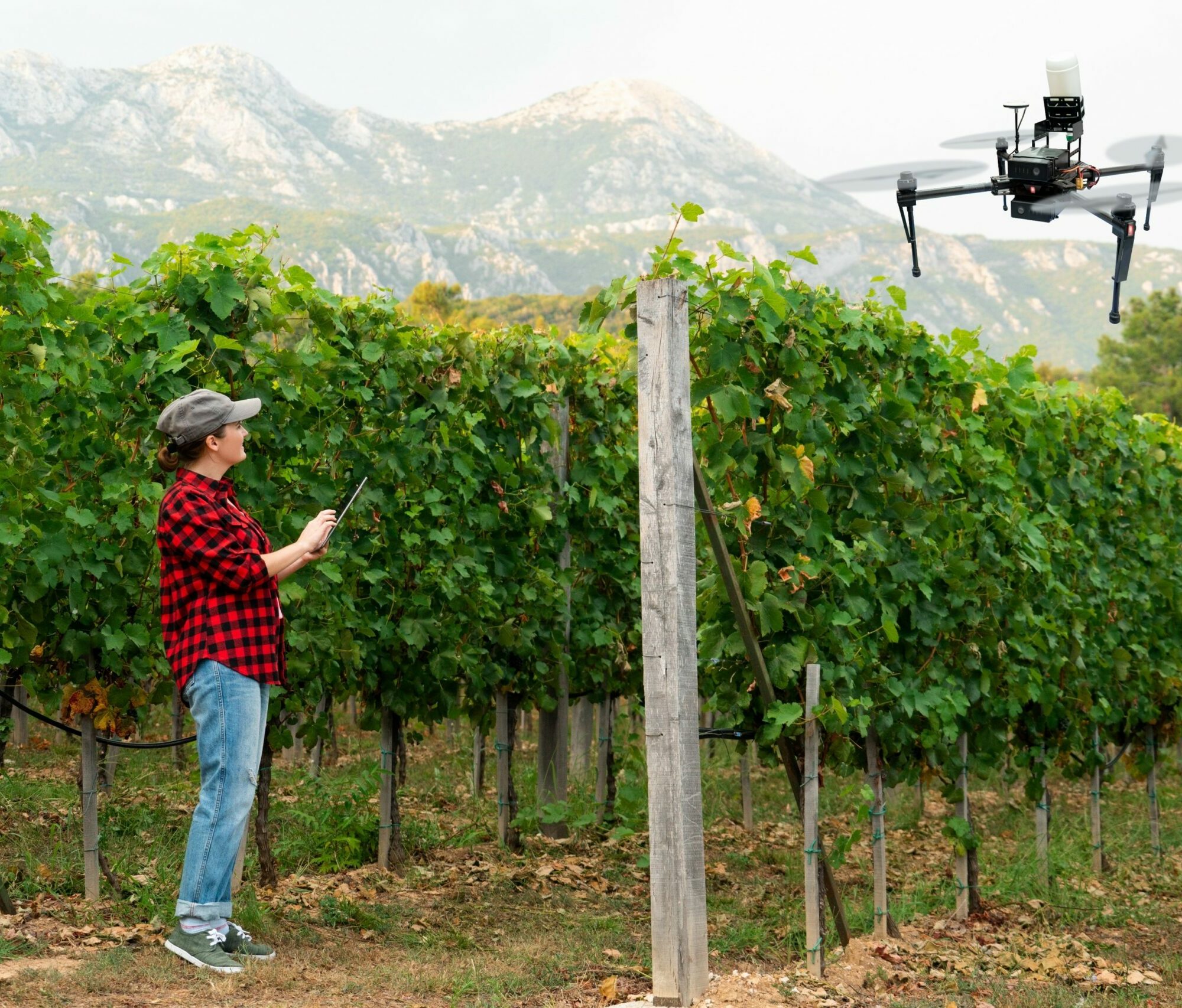 Nachhaltiger Weinbau Agentur Unternehmensberatung Beratung Consulting