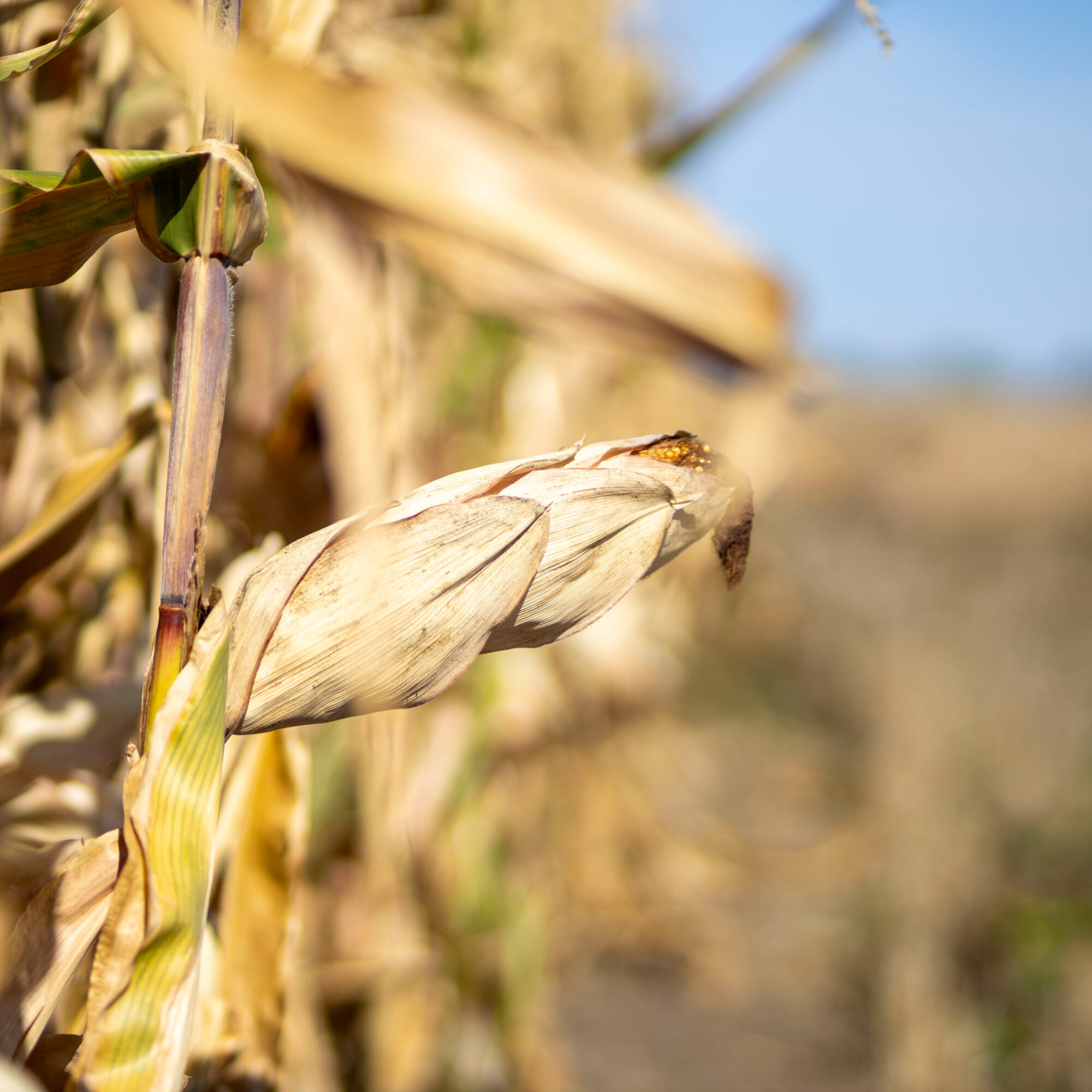 climate change and nutrition agency consulting consultancy experts