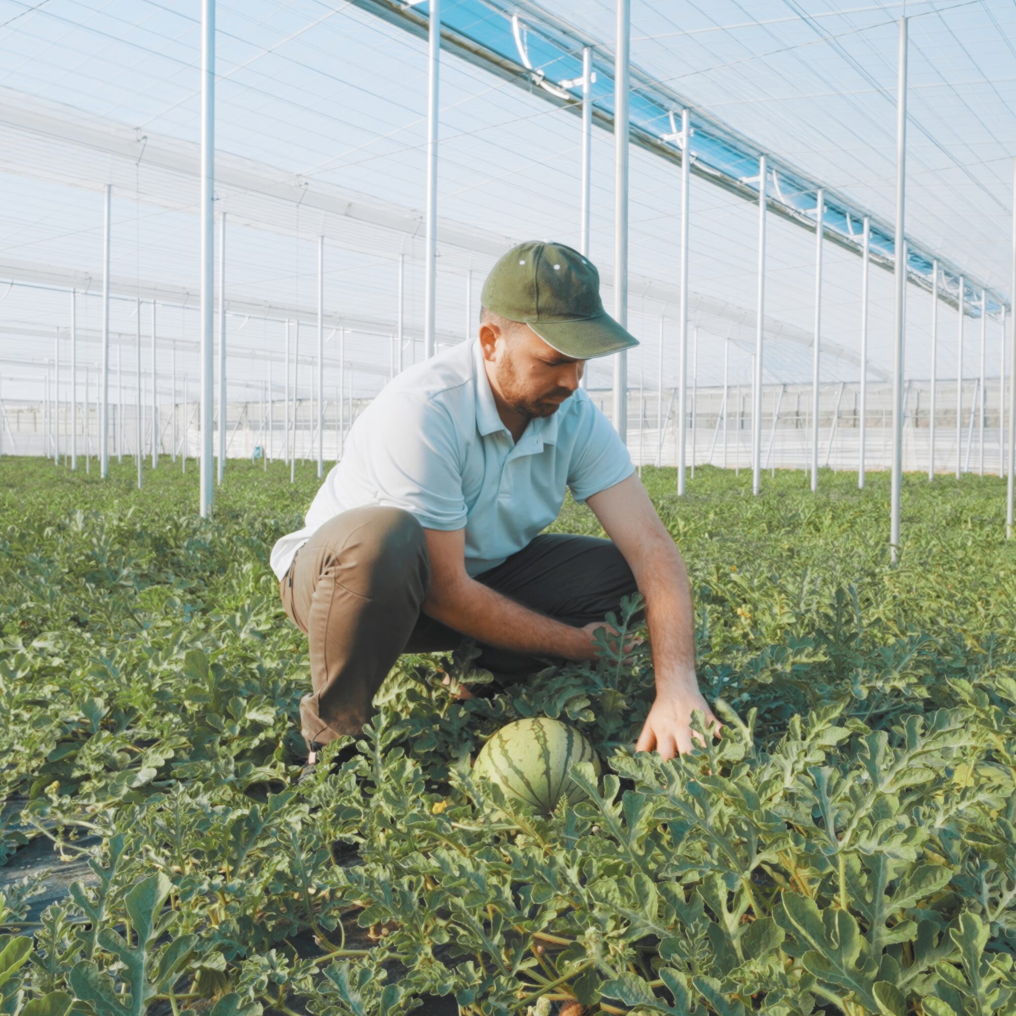 innovations in sustainable agriculture agency consulting consultancy experts