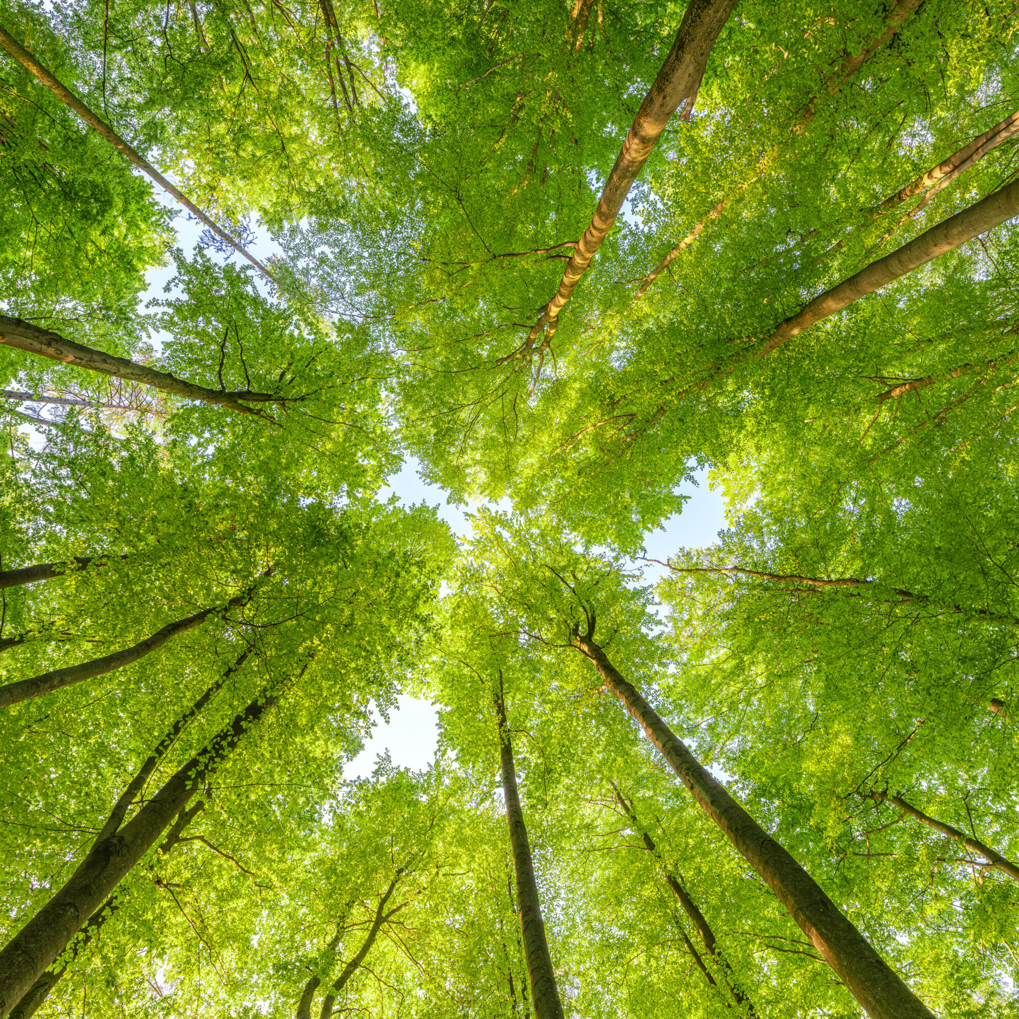 stratégie biodiversité agence cabinet conseil consulting