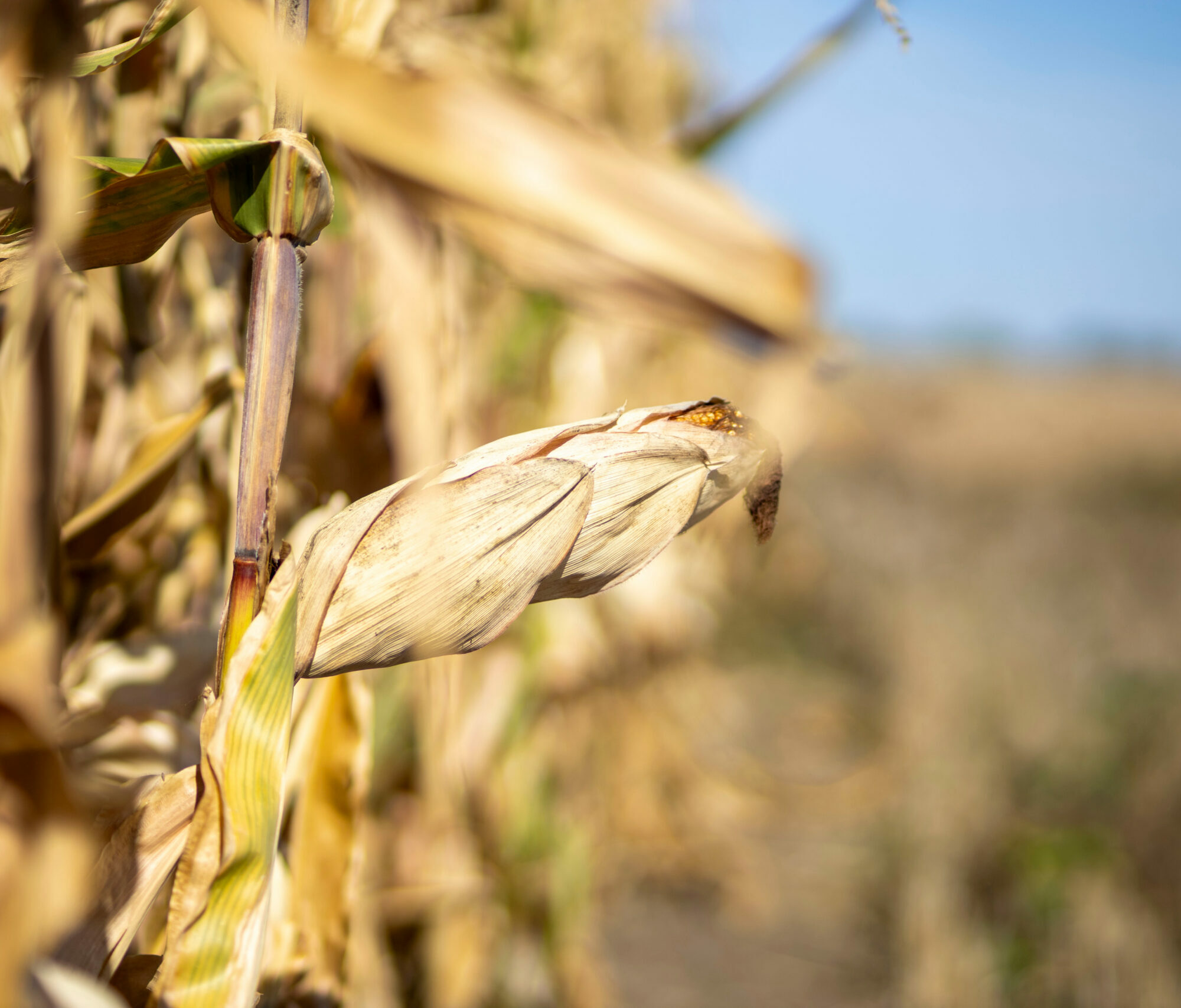 Ernährung Klimawandel Agentur Unternehmensberatung Beratung Consulting