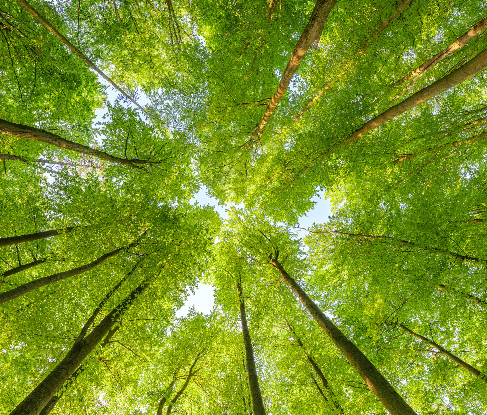 Biodiversitätsstrategie Agentur Unternehmensberatung Beratung Consulting