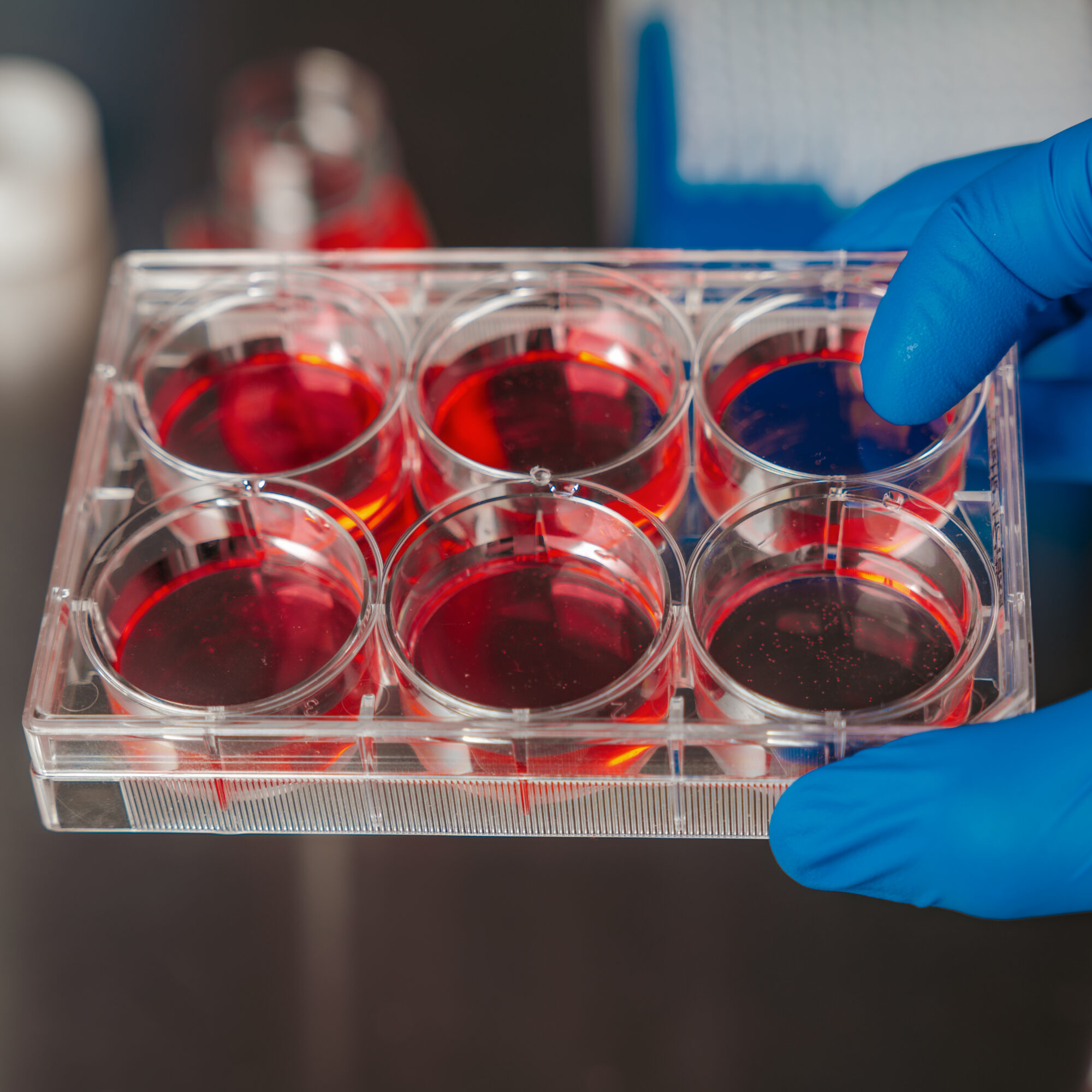 organoids drug development agency consulting consultancy experts